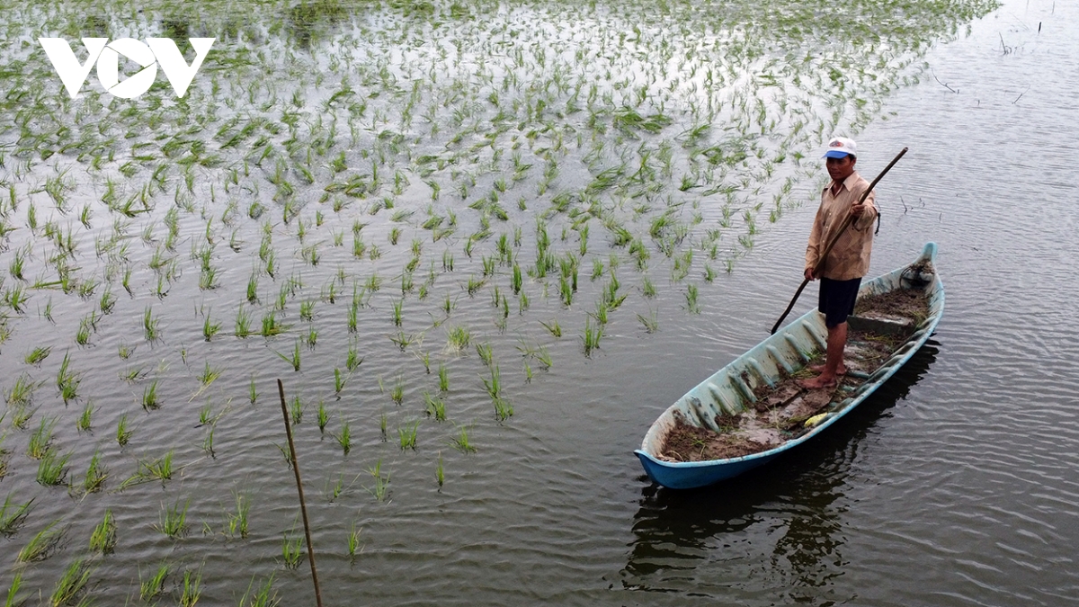 Về Cà Mau thăm vùng nuôi tôm - lúa sinh thái
