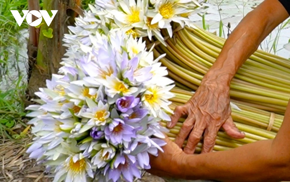 buồn vui mùa nước nổi ở cà mau hình ảnh 5 buon vui mua nuoc noi o ca mau hinh anh 5