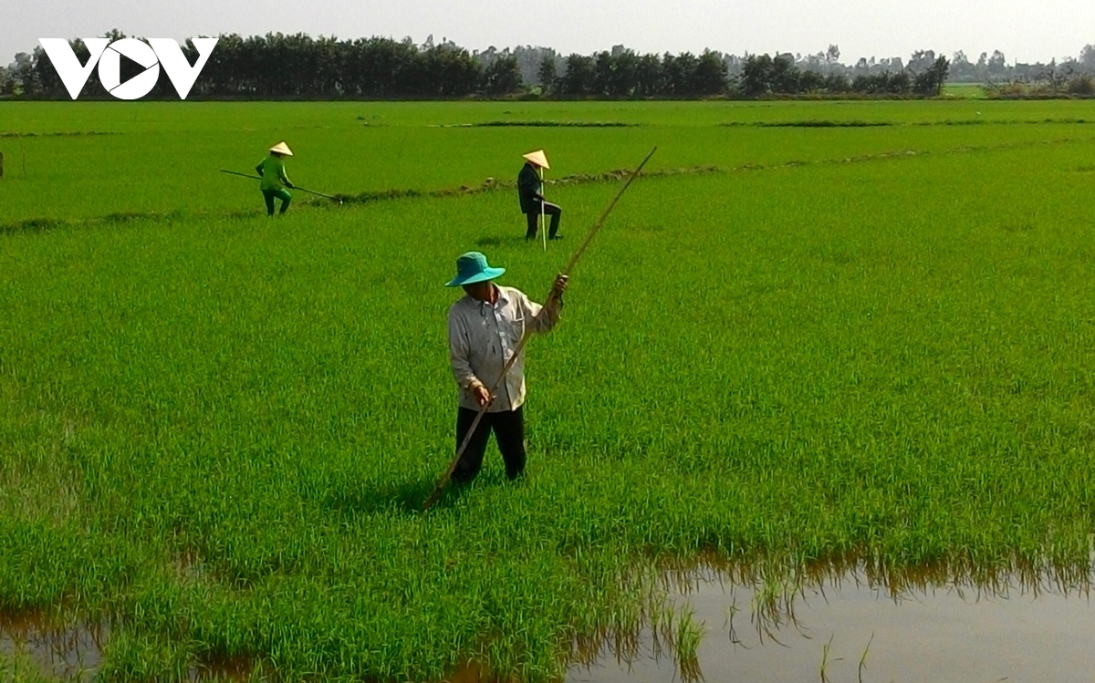 buồn vui mùa nước nổi ở cà mau hình ảnh 9 buon vui mua nuoc noi o ca mau hinh anh 9