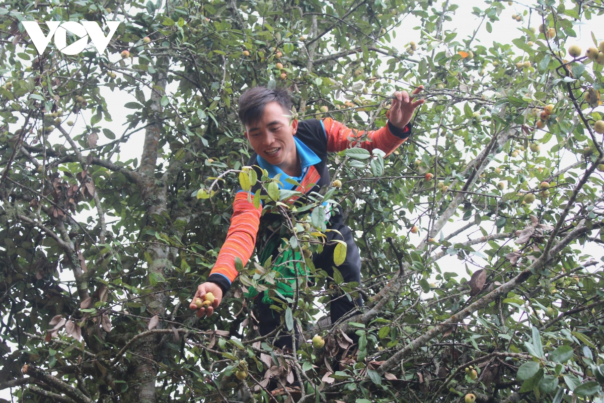 dien mao moi tren que huong vo chong a phu hinh anh 3