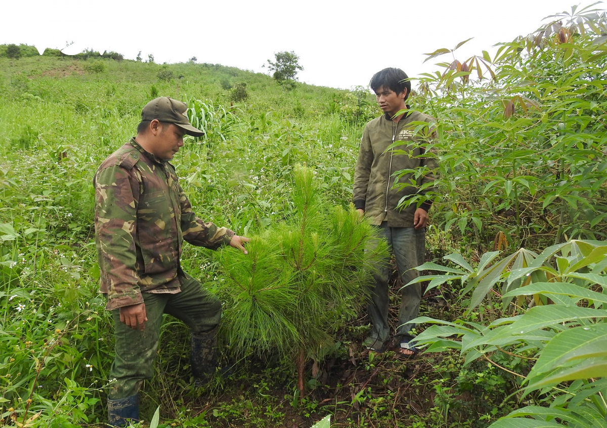 phu xanh dat trong doi nui troc de nguoi xo Dang co sinh ke ben vung hinh anh 1