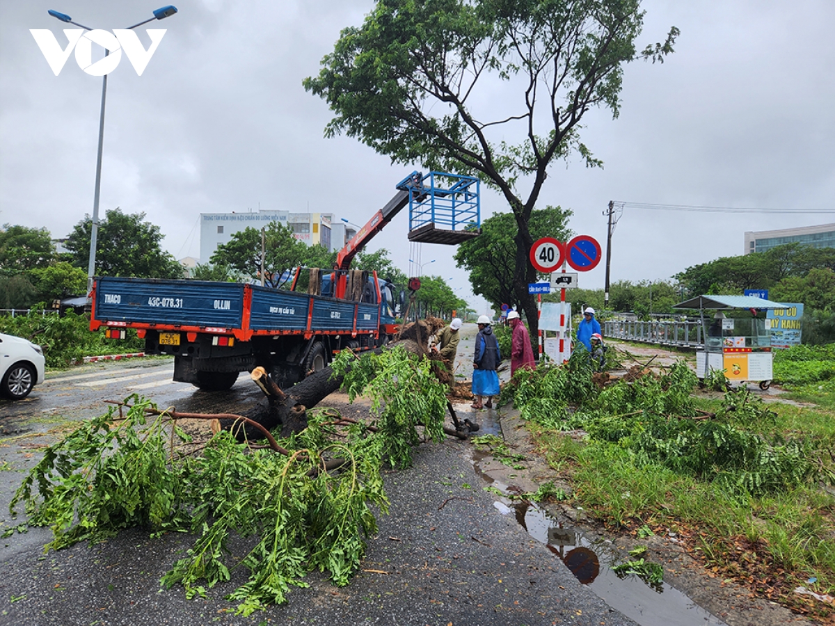 Đà nẵng khẩn trương dọn cây gẫy đổ chủ động đối phó mưa lũ hình ảnh 8 Da nang khan truong don cay gay do chu dong doi pho mua lu hinh anh 8