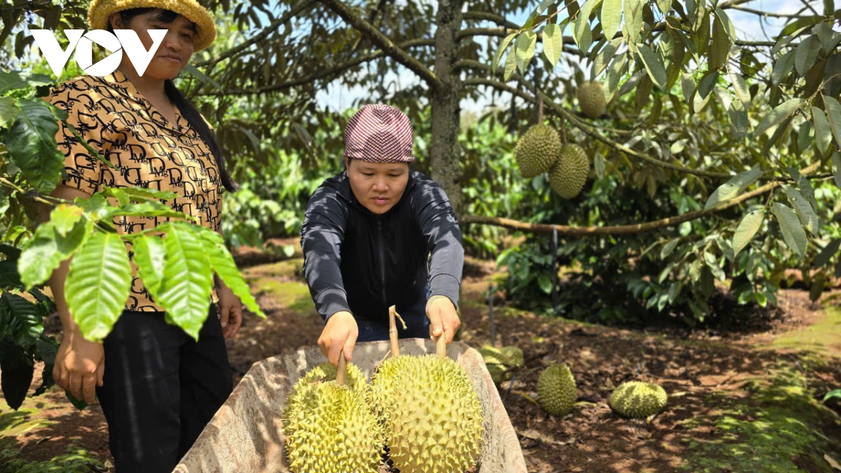 Cần cơ chế để Tây Nguyên phát triển thành vùng sản xuất nông nghiệp hiện đại