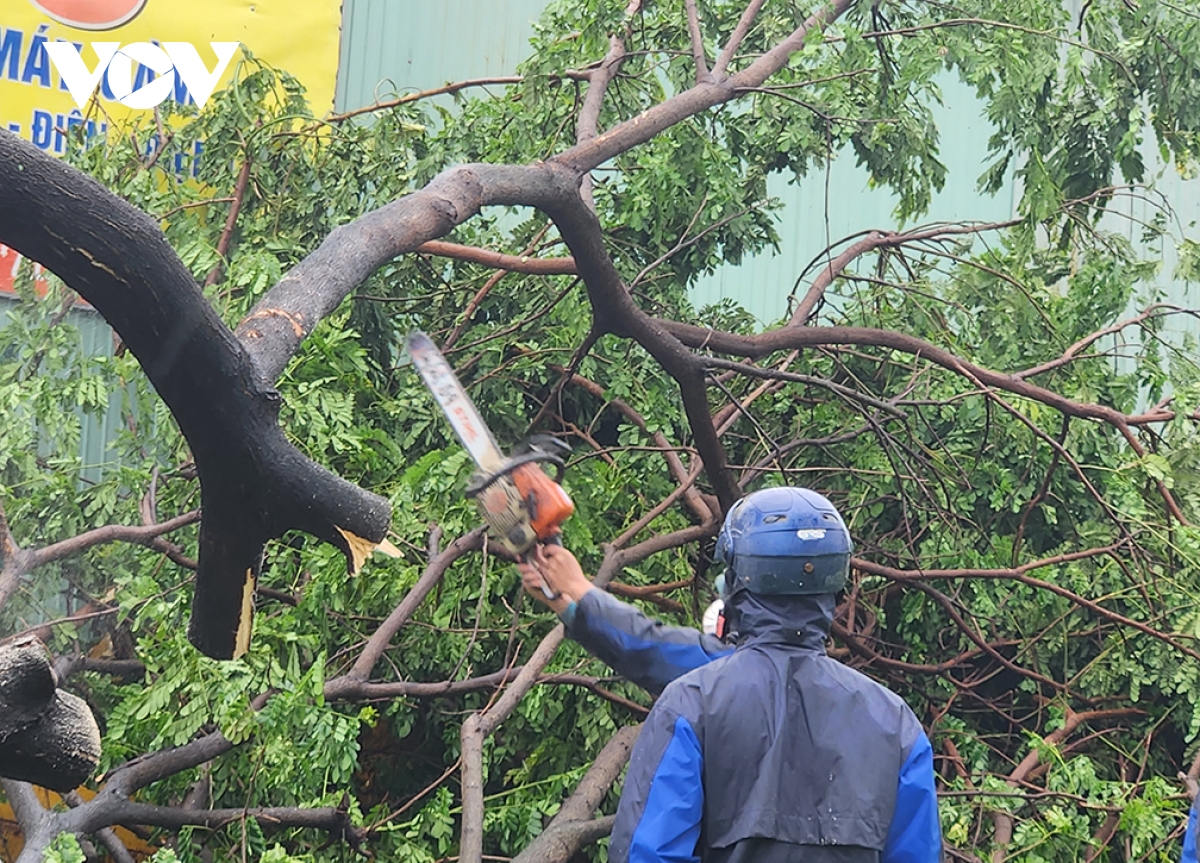 Đà nẵng khẩn trương dọn cây gẫy đổ chủ động đối phó mưa lũ hình ảnh 6 Da nang khan truong don cay gay do chu dong doi pho mua lu hinh anh 6