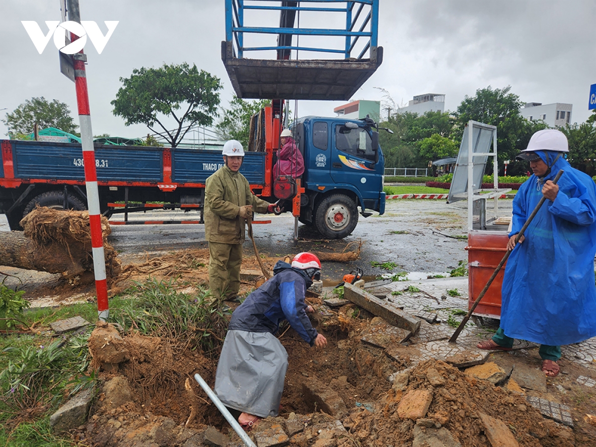 Đà nẵng khẩn trương dọn cây gẫy đổ chủ động đối phó mưa lũ hình ảnh 5 Da nang khan truong don cay gay do chu dong doi pho mua lu hinh anh 5