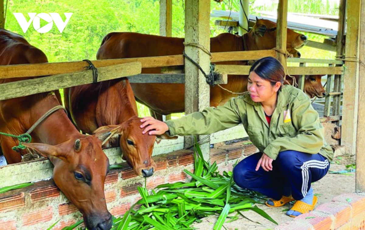 cho cần câu chứ không cho cá nhằm giúp đồng bào dân tộc thiểu số thoát nghèo hình ảnh 2 cho can cau chu khong cho ca nham giup dong bao dan toc thieu so thoat ngheo hinh anh 2