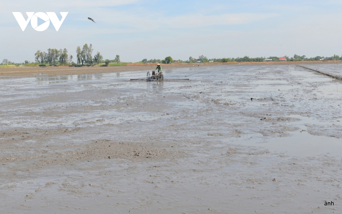 Thâm canh quá mức, vựa lúa ĐBSCL đối mặt suy thoái đất