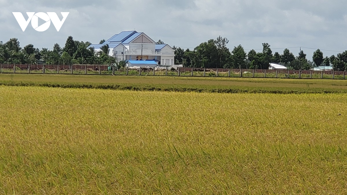 canh tac lua thong minh uot- kho xen ke cho thu nhap cao trong vu thu Dong hinh anh 1