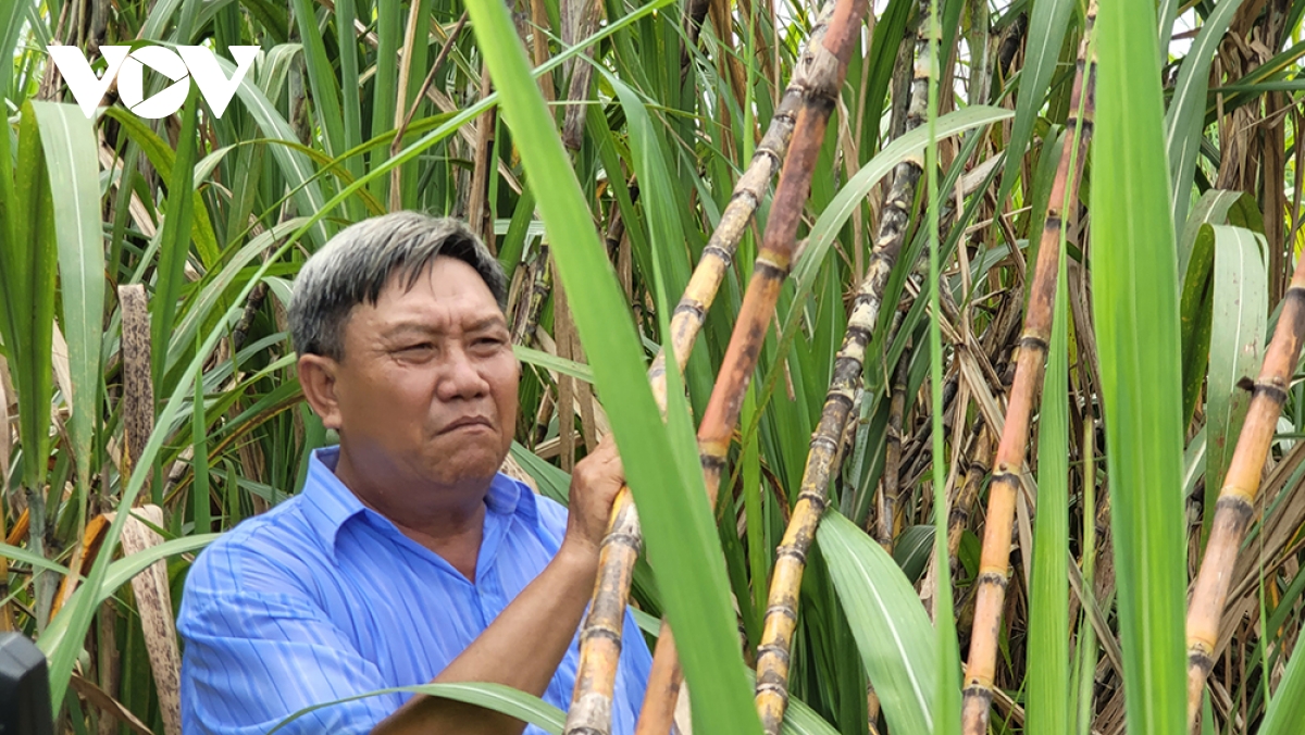 nong dan hau giang an, ngu khong yen vi lo mia khong ban duoc, gia thap hinh anh 3