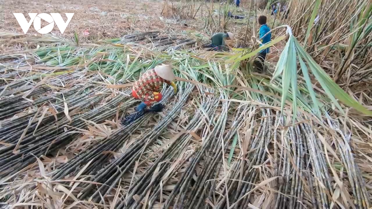 nong dan hau giang an, ngu khong yen vi lo mia khong ban duoc, gia thap hinh anh 4