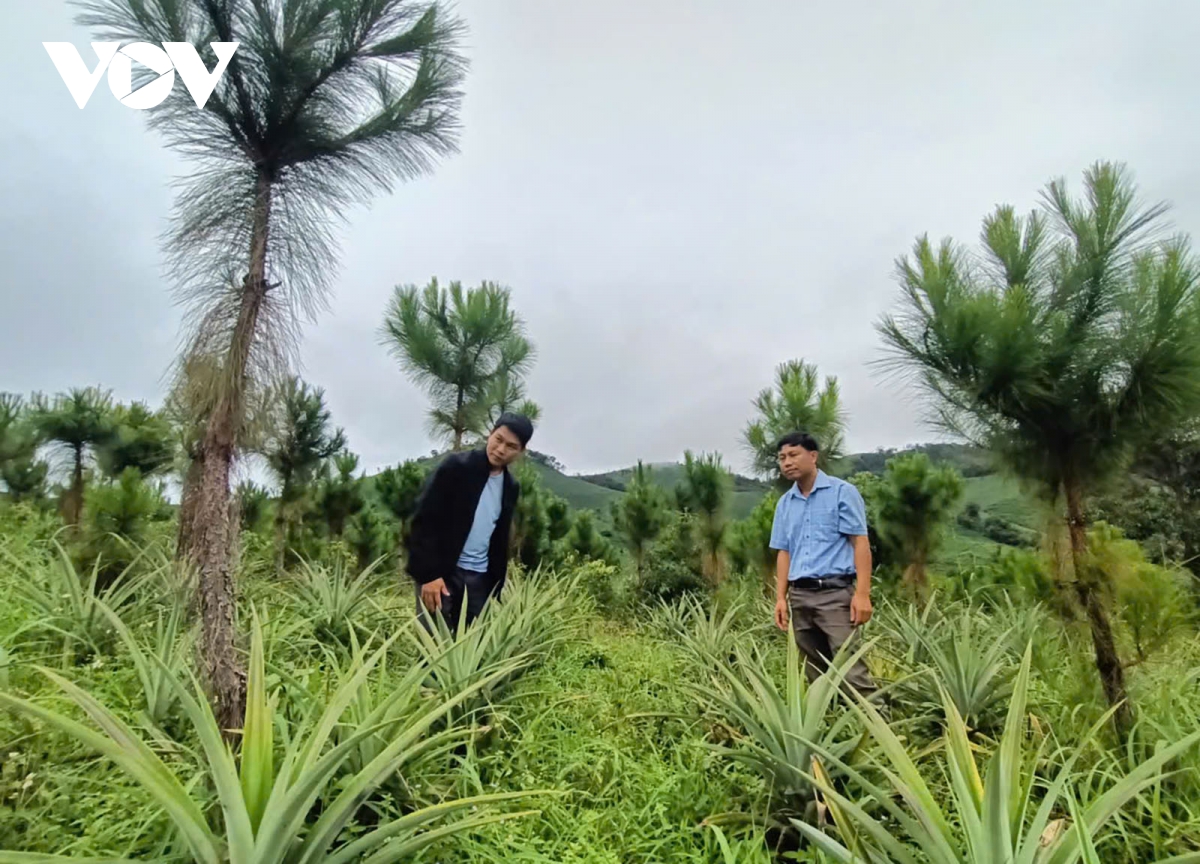 phu xanh dat trong doi nui troc de nguoi xo Dang co sinh ke ben vung hinh anh 3