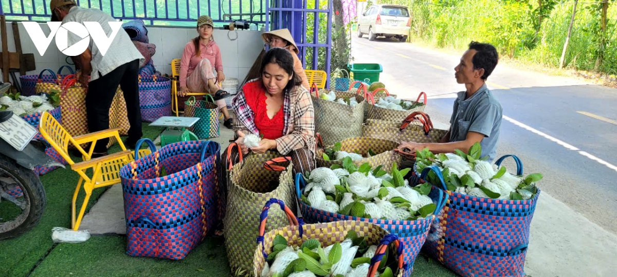 vuon cay an trai cua huyen cai be, tien giang tang cao hinh anh 2