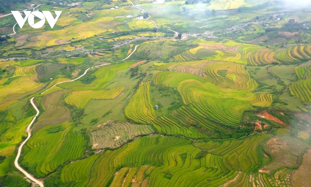 nhon nhip mua vang tren canh dong muong than, lai chau hinh anh 1