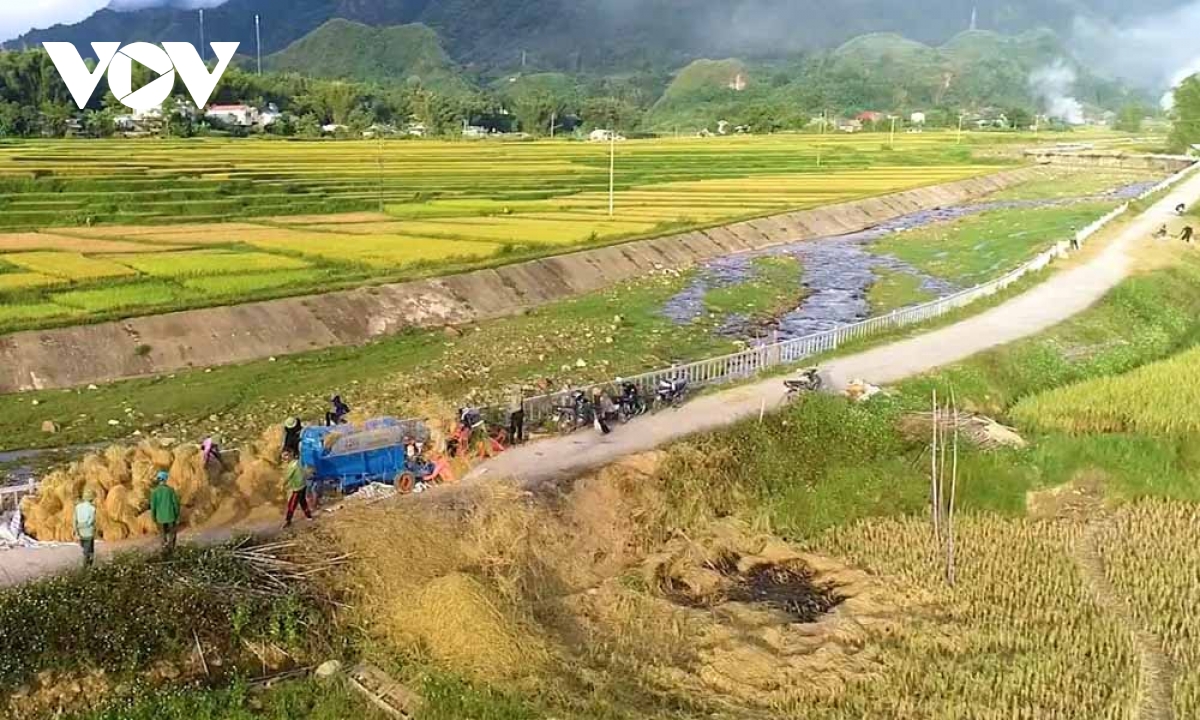 nhon nhip mua vang tren canh dong muong than, lai chau hinh anh 15