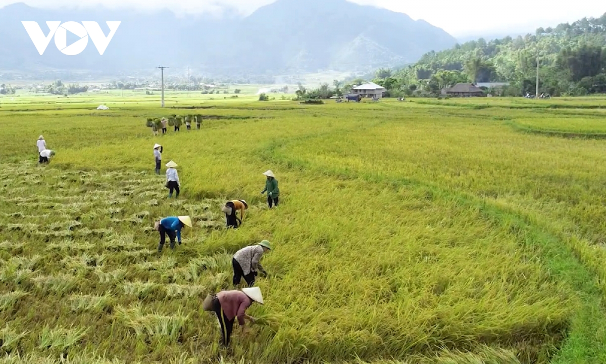 nhon nhip mua vang tren canh dong muong than, lai chau hinh anh 3