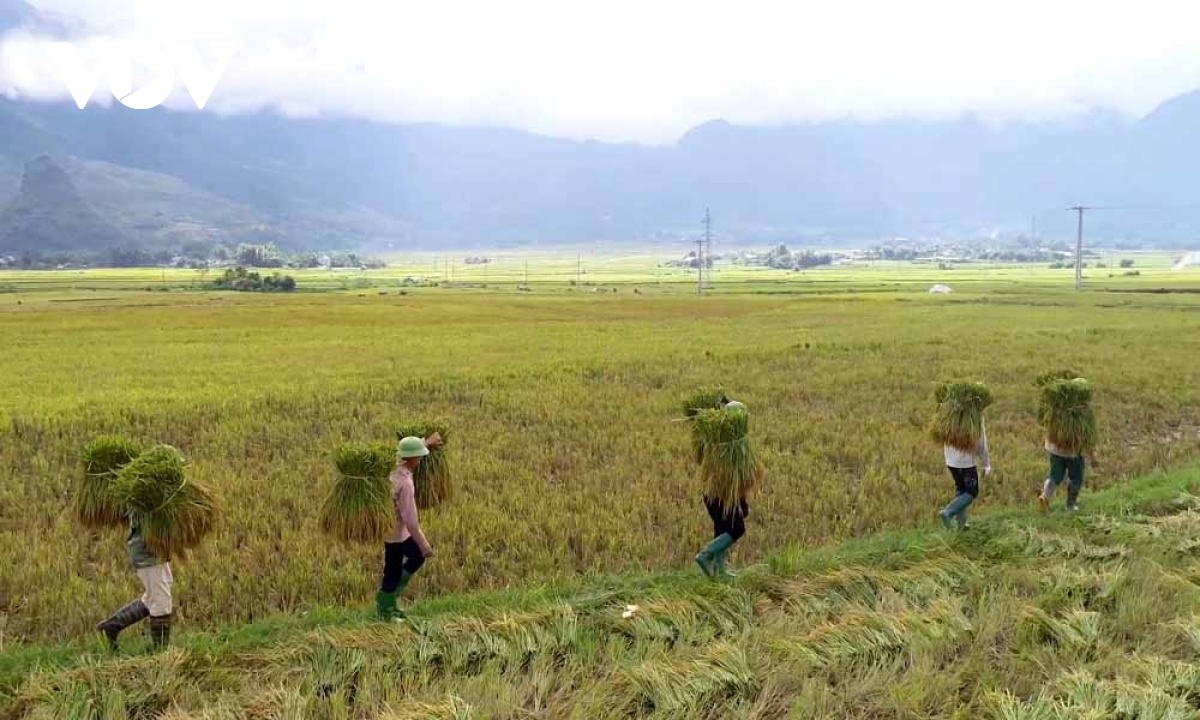 nhon nhip mua vang tren canh dong muong than, lai chau hinh anh 8