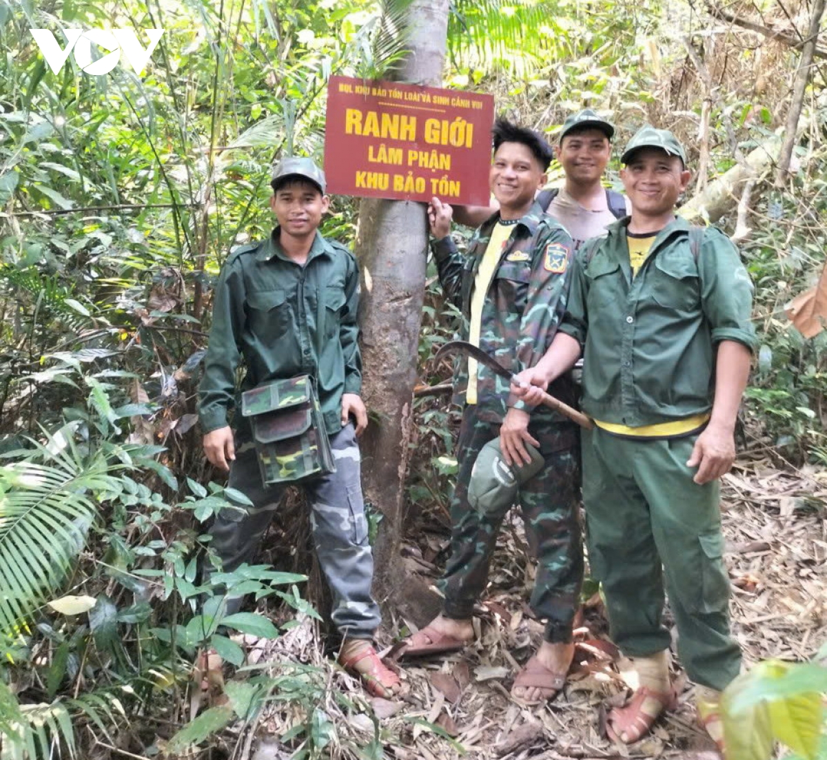 quang nam xanh lai nhung canh rung hinh anh 2