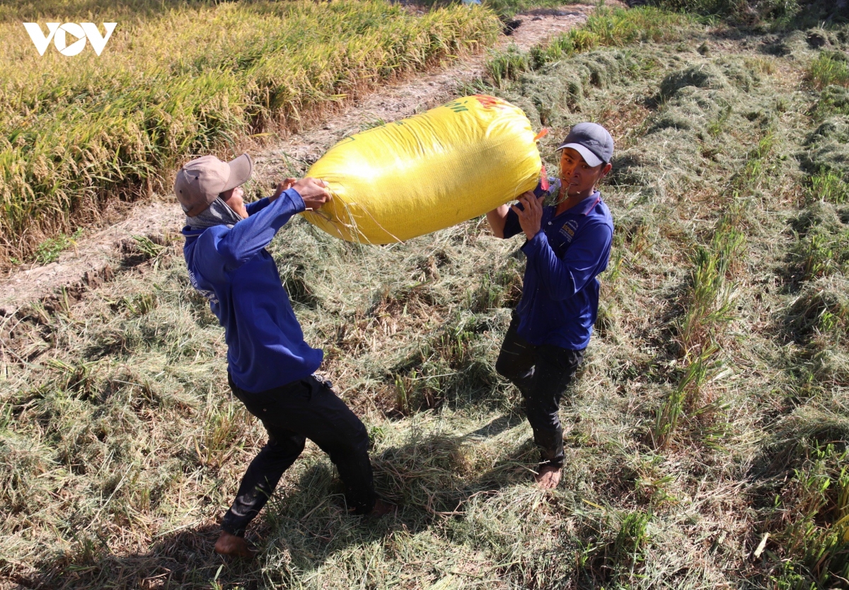 tham canh qua muc, vua lua Dbscl doi mat suy thoai dat hinh anh 5