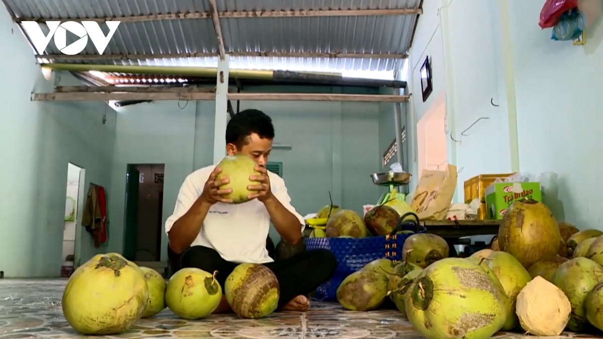 Đặc sản dừa sáp tăng giá, nhiều nông dân khmer ở trà vinh khấm khá hình ảnh 4 Dac san dua sap tang gia, nhieu nong dan khmer o tra vinh kham kha hinh anh 4