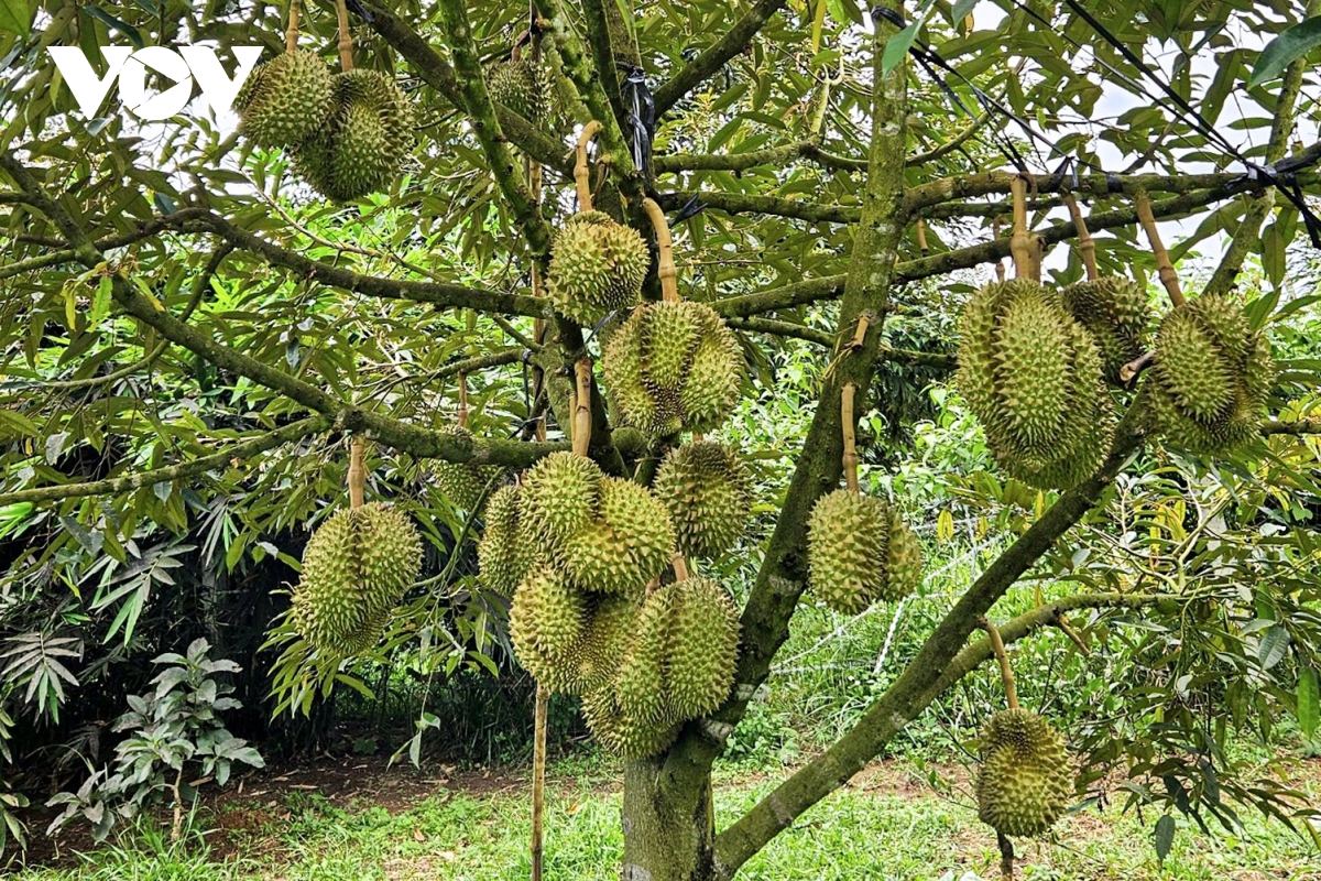 nong nghiep ket hop du lich, gia tang gia tri cho nguoi dan mien nui khanh hoa hinh anh 1