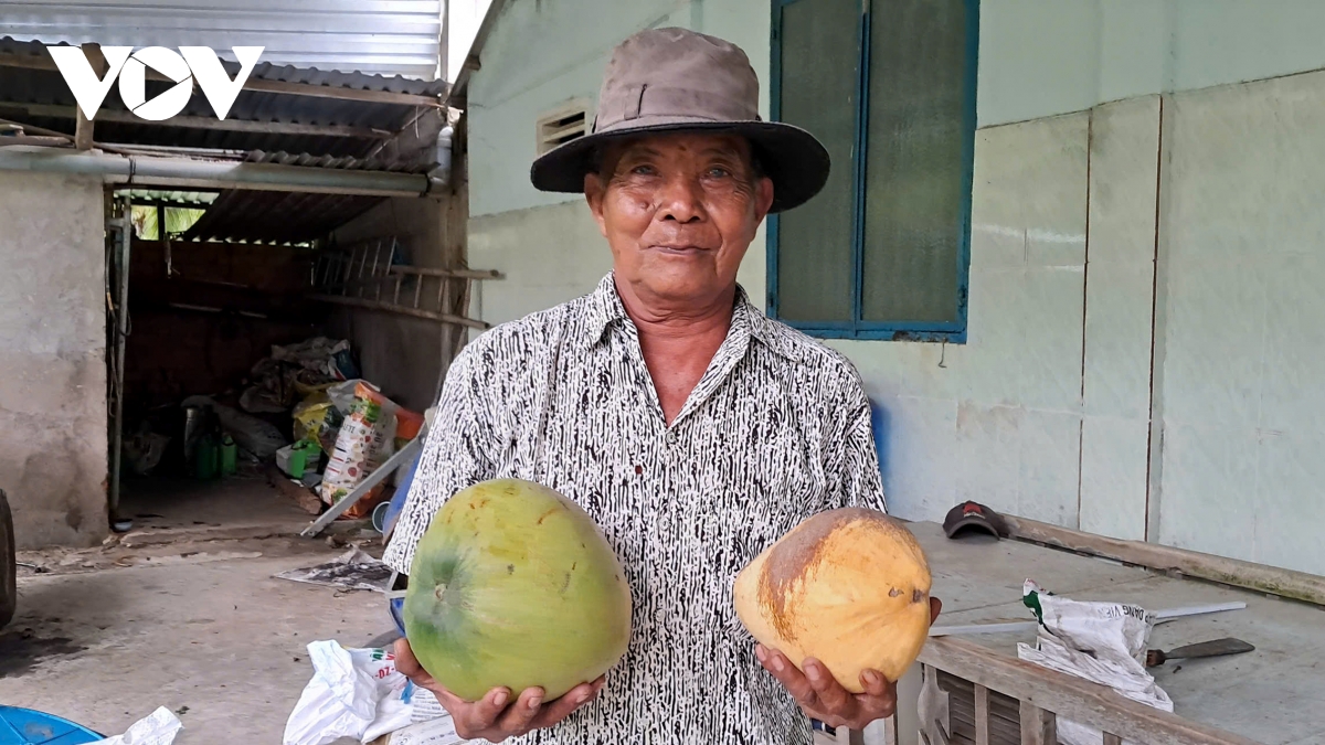 Đặc sản dừa sáp tăng giá, nhiều nông dân khmer ở trà vinh khấm khá hình ảnh 3 Dac san dua sap tang gia, nhieu nong dan khmer o tra vinh kham kha hinh anh 3