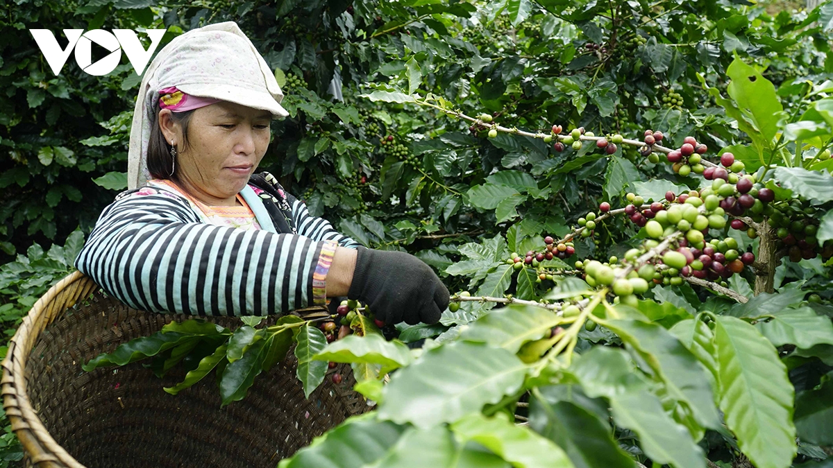 Phụ nữ Điện Biên khẳng định vị thế, tiên phong trong phát triển kinh tế