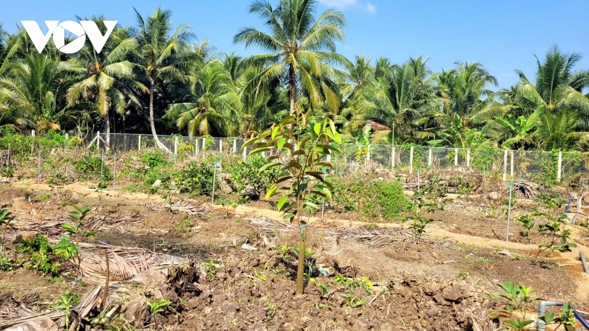 nong dan tien giang van o at trong cay an trai ngoai vung quy hoach hinh anh 1