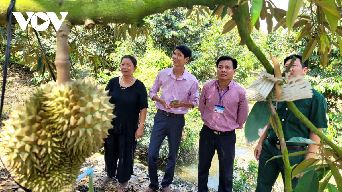 vuon cay an trai cua huyen cai be, tien giang tang cao hinh anh 1