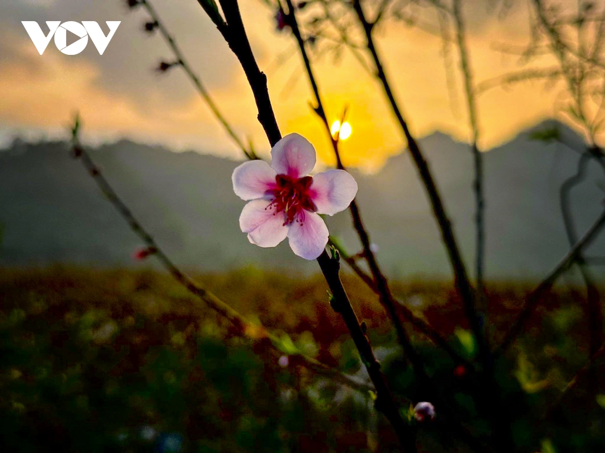 nhung ngay thanh binh cua cap doi sai gon giua nui rung ta so hinh anh 16