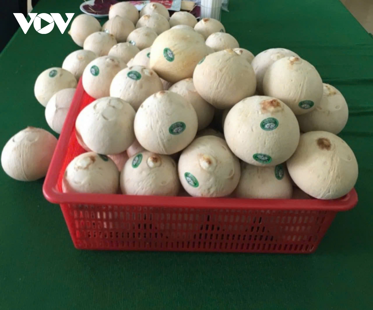 chuẩn bị xuất lô dừa tươi chính ngạch sang thị trường trung quốc hình ảnh 2 chuan bi xuat lo dua tuoi chinh ngach sang thi truong trung quoc hinh anh 2