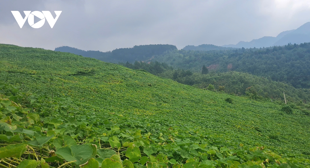 nông nghiệp quy mô lớn - đánh thức vùng cao yên bái hình ảnh 1 nong nghiep quy mo lon - danh thuc vung cao yen bai hinh anh 1