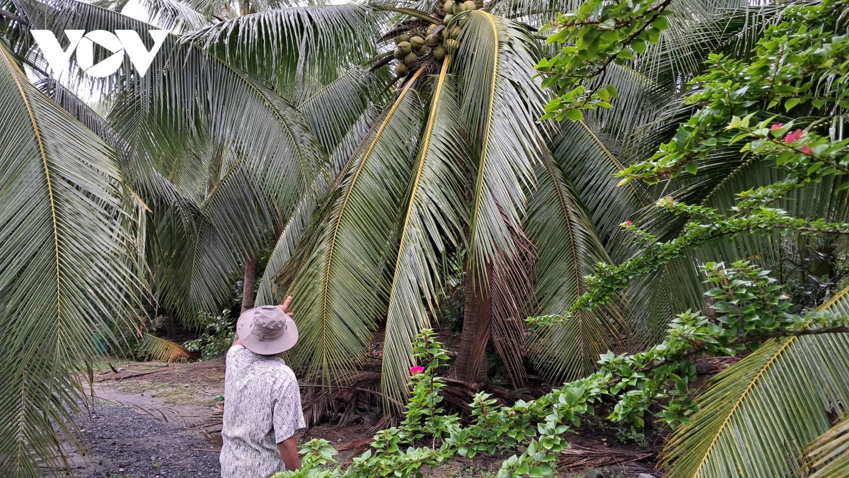 Đặc sản dừa sáp tăng giá, nhiều nông dân khmer ở trà vinh khấm khá hình ảnh 2 Dac san dua sap tang gia, nhieu nong dan khmer o tra vinh kham kha hinh anh 2
