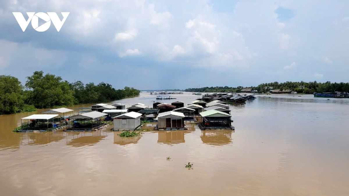 gia ca tang cao, nghe nuoi ca long be o ben tre phuc hoi hinh anh 2