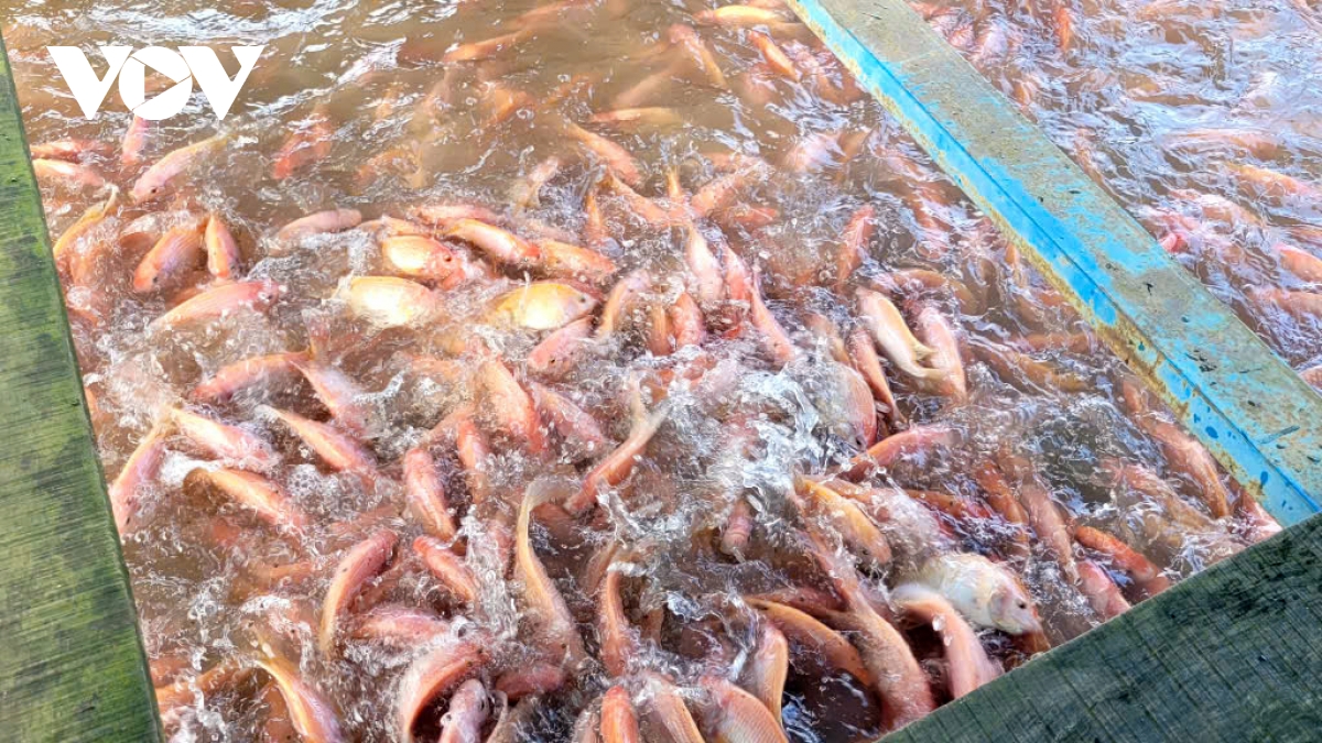 gia ca tang cao, nghe nuoi ca long be o ben tre phuc hoi hinh anh 1