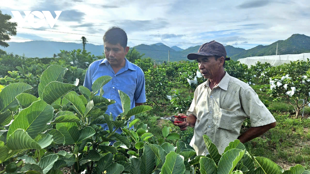 nguoi truyen lua lam giau cho nha nong hinh anh 3