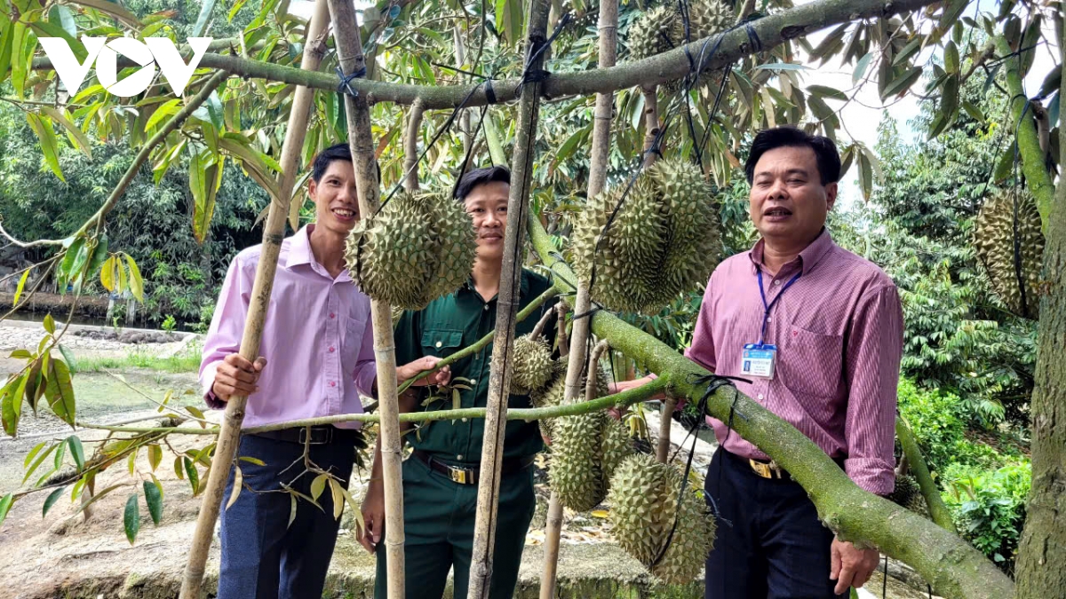 nong dan tien giang van o at trong cay an trai ngoai vung quy hoach hinh anh 2