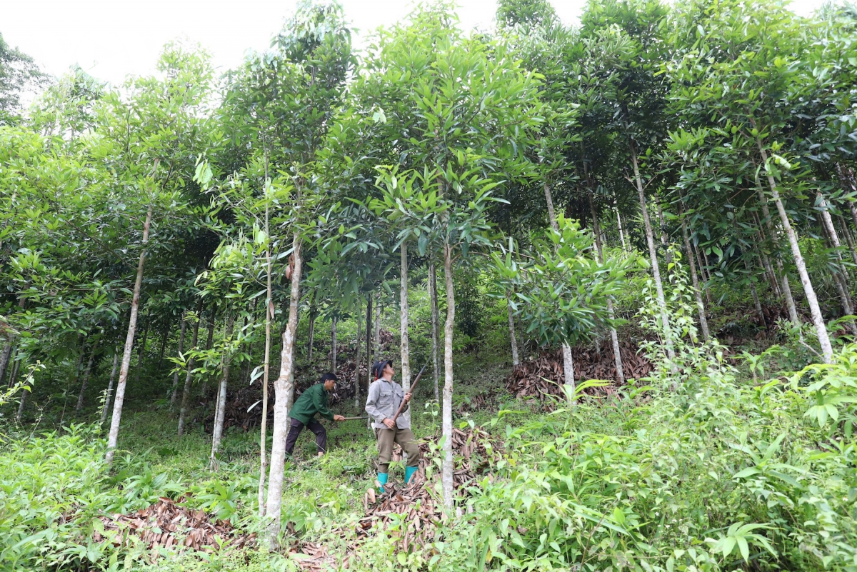 mường nhé phát triển nông nghiệp bền vững hướng tới xuất khẩu hình ảnh 1 muong nhe phat trien nong nghiep ben vung huong toi xuat khau hinh anh 1