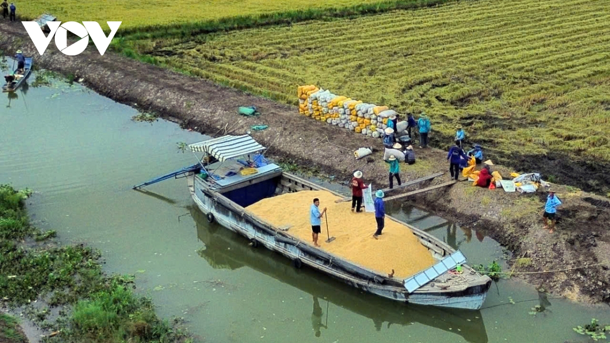 Doanh nghiệp Tiền Giang xuất khẩu gạo đến 20 quốc gia, vùng lãnh thổ