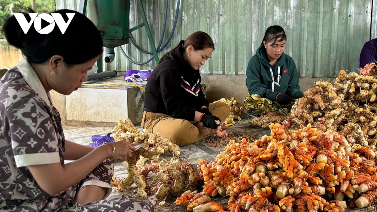 khởi nghiệp từ sản phẩm tinh bột nghệ, người phụ nữ ở cà mau mong muốn mở rộng sản xuất hình ảnh 2 khoi nghiep tu san pham tinh bot nghe, nguoi phu nu o ca mau mong muon mo rong san xuat hinh anh 2