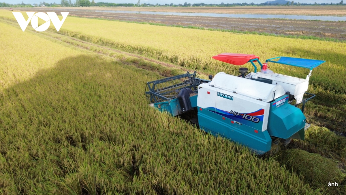 tạo thuận lợi để tiếp cận nguồn tín dụng trong đề án 1 triệu hecta lúa ở Đbscl hình ảnh 1 tao thuan loi de tiep can nguon tin dung trong de an 1 trieu hecta lua o Dbscl hinh anh 1