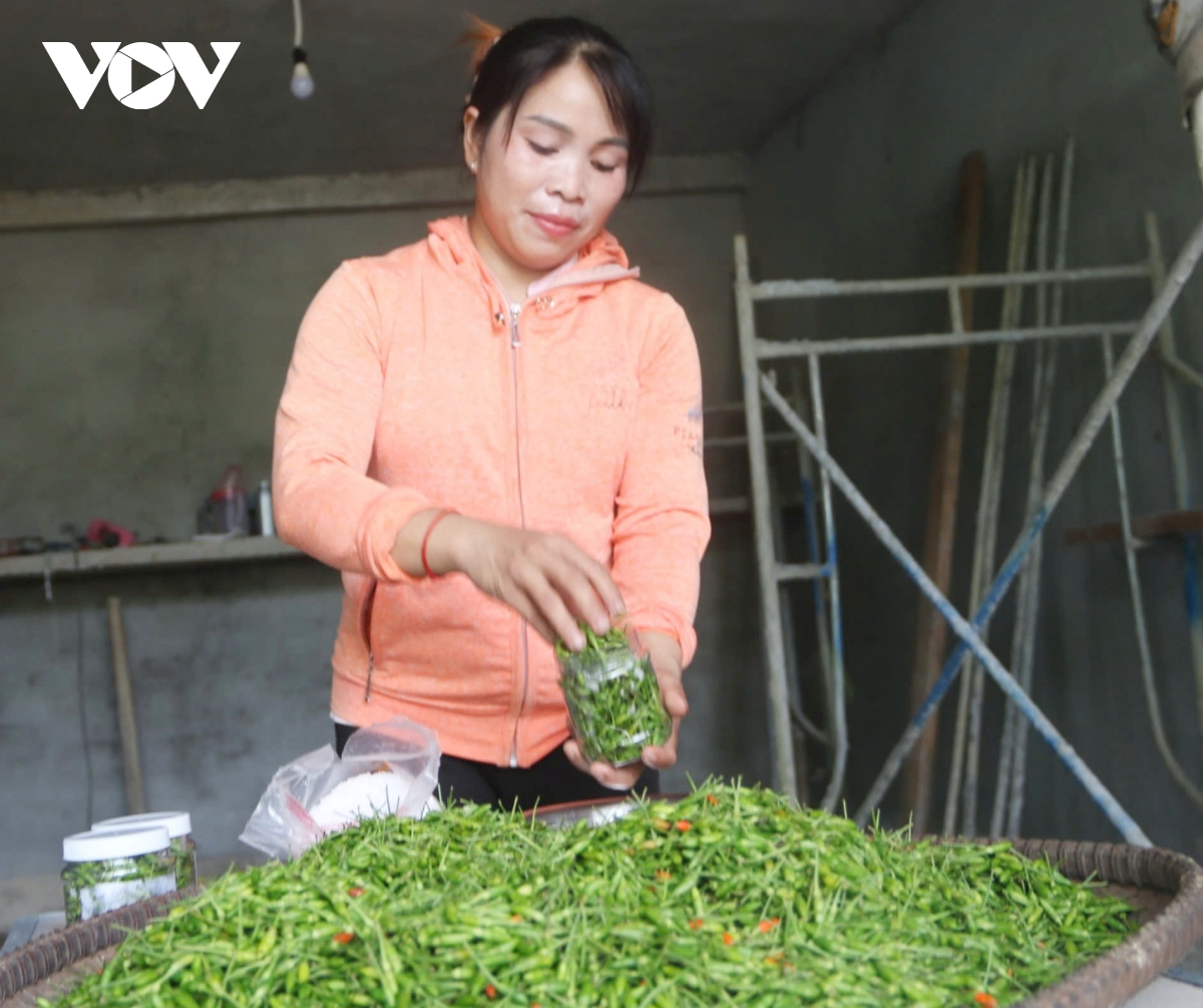 Đồng bào cơ tu ở miền núi quảng nam thoát nghèo nhờ cây ớt ariêu hình ảnh 3 Dong bao co tu o mien nui quang nam thoat ngheo nho cay ot arieu hinh anh 3