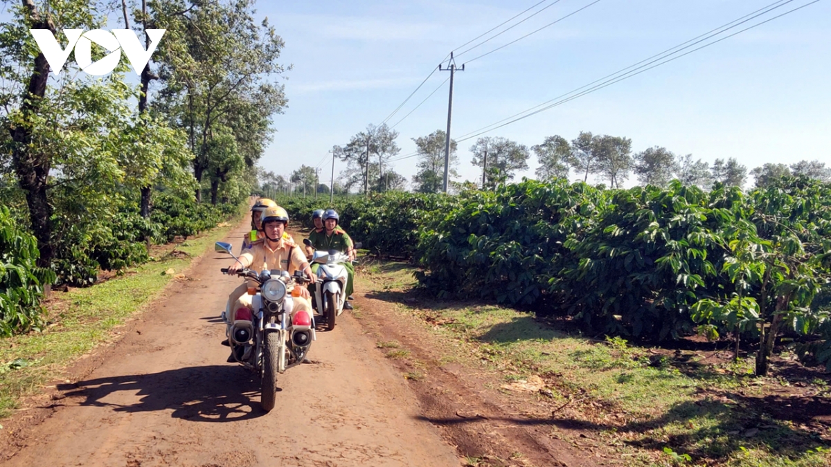 gia lai dam bao an ninh, an toan trong vu thu hoach ca phe hinh anh 2