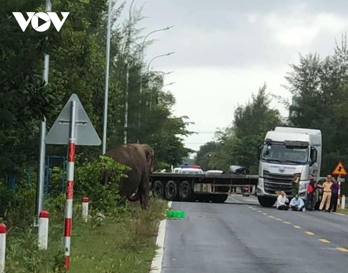 voi bất ngờ xuất hiện trên đường ở quảng nam hình ảnh 2 voi bat ngo xuat hien tren duong o quang nam hinh anh 2