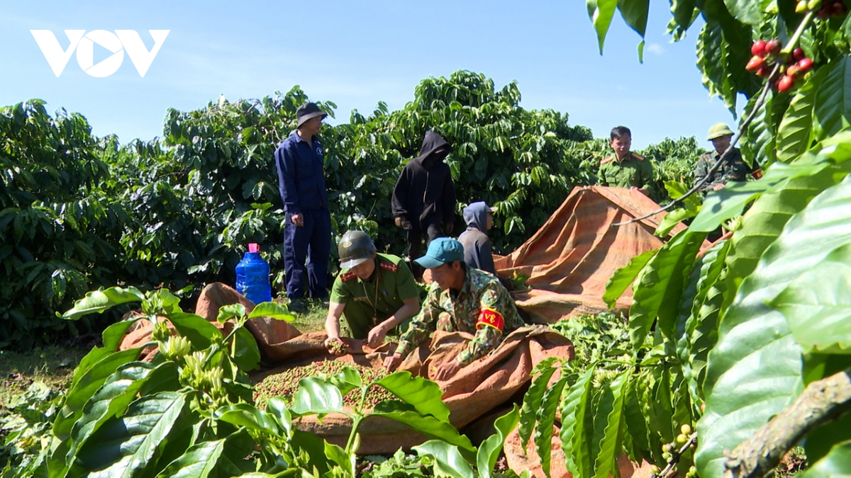 Giá cà phê hôm nay 20/12: Thu mua cao nhất 123.200 đồng/kg