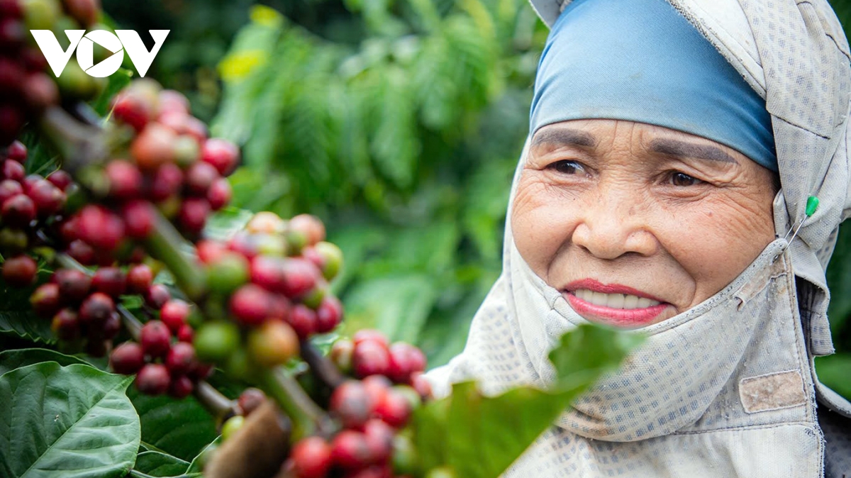 Giá cà phê hôm nay 27/11: Giá cà phê trong nước tiếp đà tăng mạnh 1.700 đồng/kg