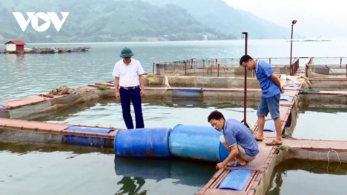 nuoi ca long o phu yen mang lai hieu qua kinh te cao hinh anh 1