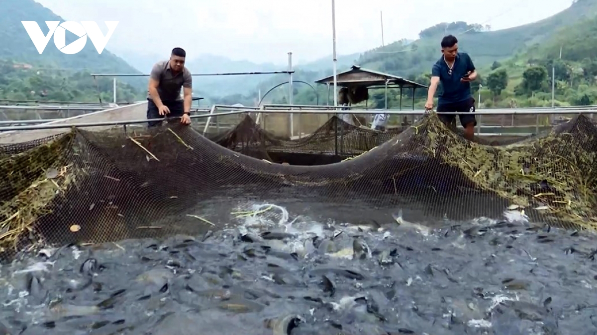 nuoi ca long o phu yen mang lai hieu qua kinh te cao hinh anh 2