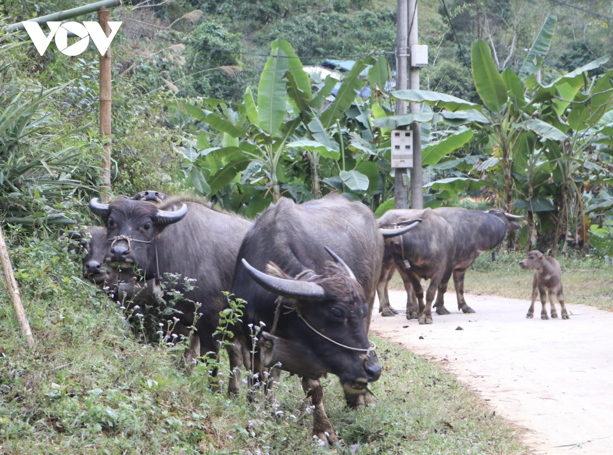 cao bang khan truong cac bien phap phong, chong ret cho cay trong, vat nuoi hinh anh 1