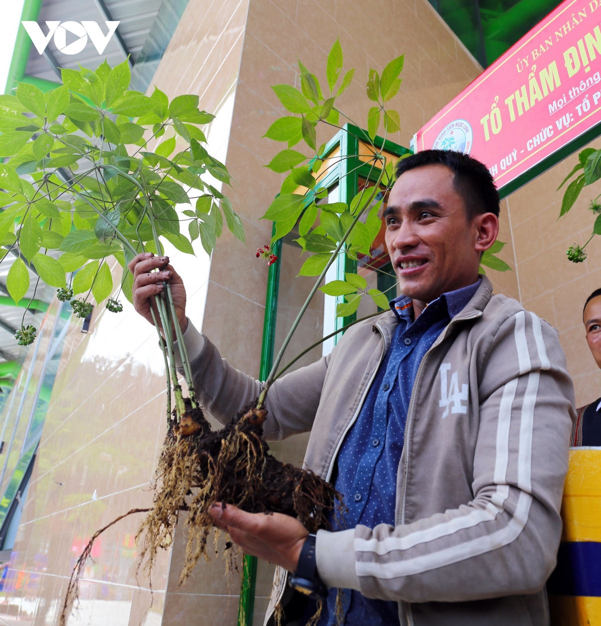 hiện thực hóa sâm ngọc linh thành thương hiệu sâm việt nam hình ảnh 3 hien thuc hoa sam ngoc linh thanh thuong hieu sam viet nam hinh anh 3