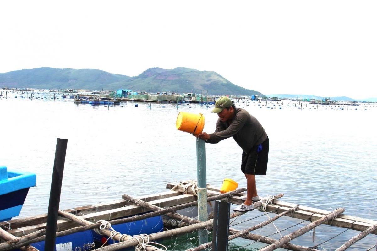 thủ phủ tôm hùm phú yên đối mặt với nỗi lo mưa bão hình ảnh 2 thu phu tom hum phu yen doi mat voi noi lo mua bao hinh anh 2